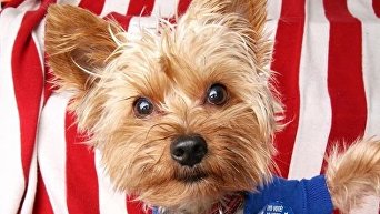 Собаки, которые ходили на выборы президента США