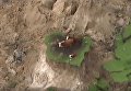 Землетрясение в Новой Зеландии превратило трех коров в островитян. Видео