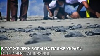 В Мексике на морской берег выпустили 8 000 новорождённых черепах