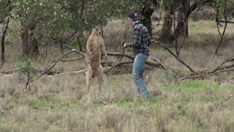 Драка кенгуру и мужчины взорвала интернет. Видео