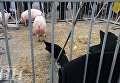 Активисты привели под Кабмин свиней