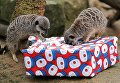 Животные получили новогодние подарки