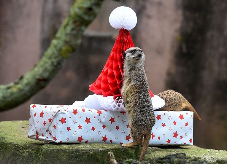 Животные получили новогодние подарки