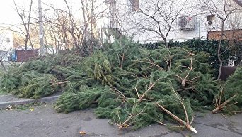 В Одессе продавцы елок бросили нераспроданный товар прямо на улицах