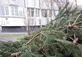 В Одессе продавцы елок бросили нераспроданный товар прямо на улицах