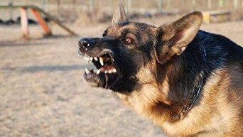 Агрессивная собака. Архивное фото