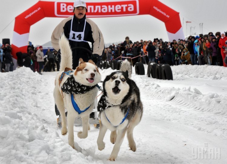 Гонки ездовых собак в Харьковской области