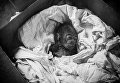 Самка гориллы, рожденная в неволе, по имени Коло