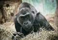 Самка гориллы, рожденная в неволе, по имени Коло