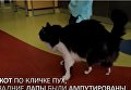 В Болгарии кот получил бионические лапы
