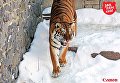 Тигры в Киевском зоопарке