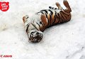 Тигр в Киевском зоопарке