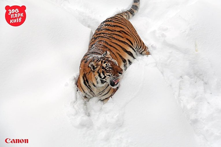 Тигр в Киевском зоопарке