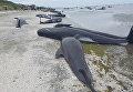 Массовое самоубийство китов в Новой Зеландии