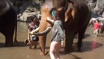 В Таиланде слон поднял на бивни туристку. Видео