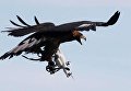 Французская полиция продемонстрировала работу показала четырёх орлов, обученных сбивать несанкционированные дроны. Птиц тренировали охотиться на беспилотники вскоре после вылупления.