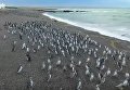 Более миллиона пингвинов на побережье Аргентины. Видео