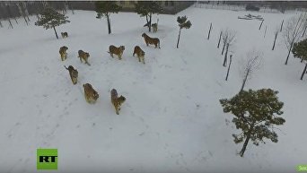 Амурские тигры сбили дрон в Китае