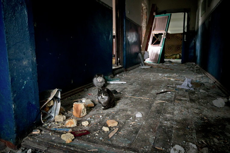Коты прячутся внутри разрушенной тюрьмы в Чернухино, 2 марта 2015 г