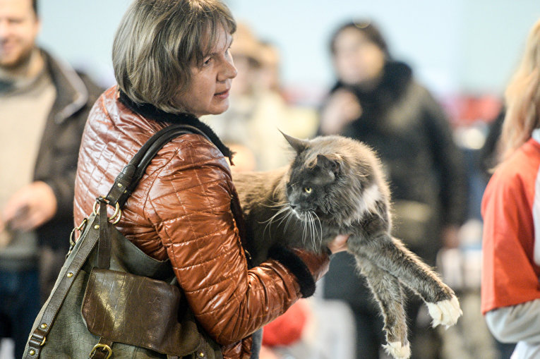 Выставка котов в Киеве