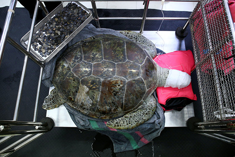 Черепаха, из желудка которой таиландские ветеринары извлекли 915 металлических монет
