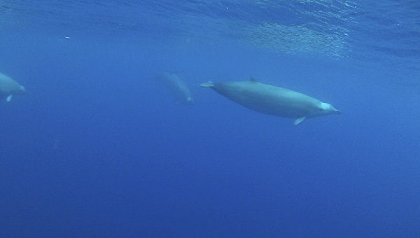 Ремнезуб Тру – редчайший зубатый кит