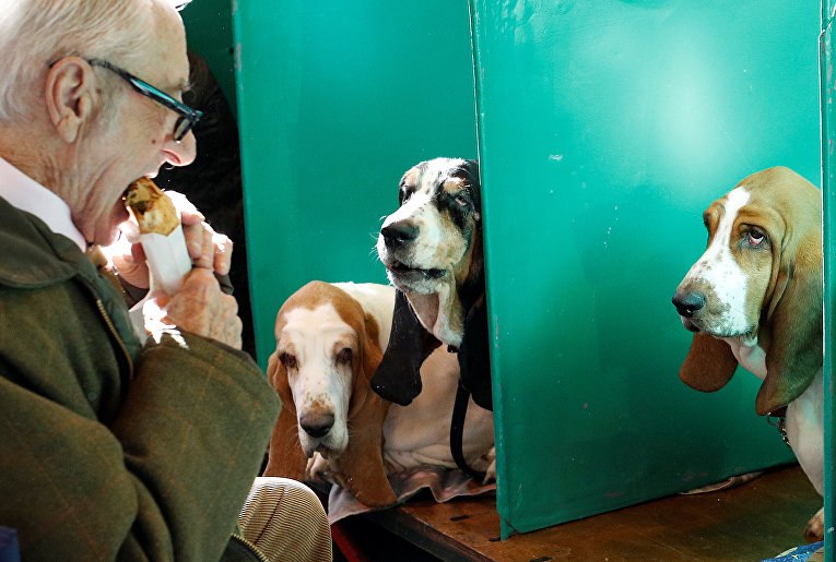 В Британии открылась самая масштабная выставка собак в мире