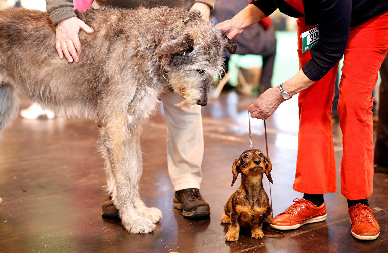 В Британии открылась самая масштабная выставка собак в мире