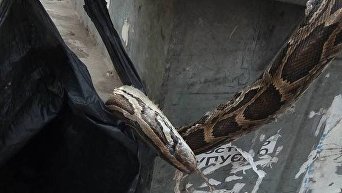 Мертвый удав, обнаруженный в одном из мусорных баков на столичной Русановке