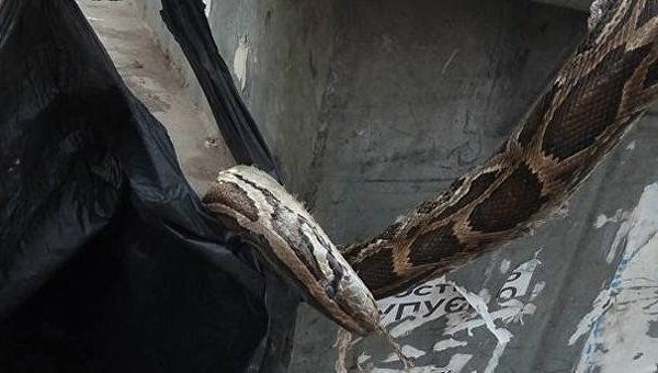 Мертвый удав, обнаруженный в одном из мусорных баков на столичной Русановке