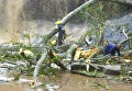В Гане из-за падения дерева погибли около 20 людей