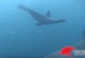 Туристические страсти в ЮАР. Акула разорвала тюленя во время экскурсии. Видео