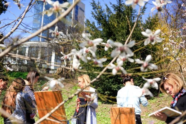 В ботаническом саду в Киеве зацвели магнолии