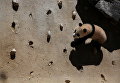 Первая прогулка маленькой панды в Мадридском зоопарке