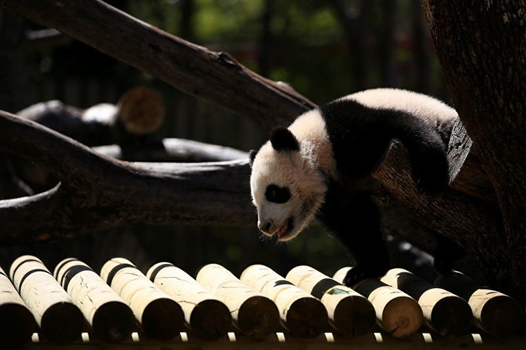 Первая прогулка маленькой панды в Мадридском зоопарке