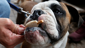В Мехико открыли кафе-мороженое для собак
