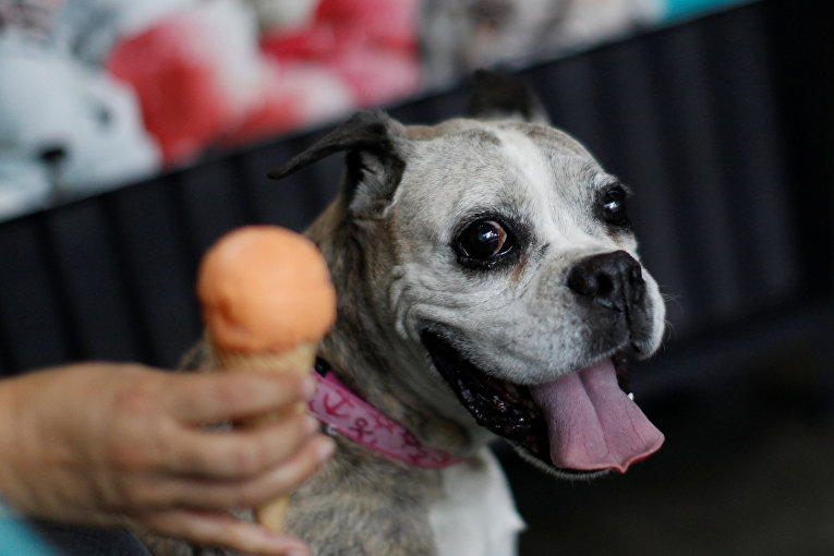 В Мехико открыли кафе-мороженое для собак