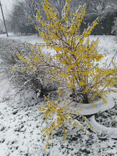 Снег в Лозовой