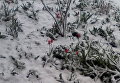 Снег в Лозовой