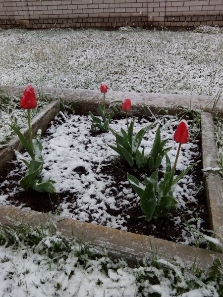 В Днепре выпал апрельский снег