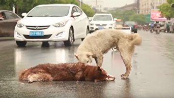 В Китае собака пыталась поднять погибшего на дороге друга. Видео