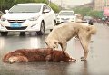 В Китае собака пыталась поднять погибшего на дороге друга. Видео