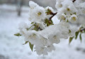 Снег в Кропивницком