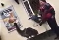 Британец устроил перепалку с прохожим из-за страуса на поводке. Видео