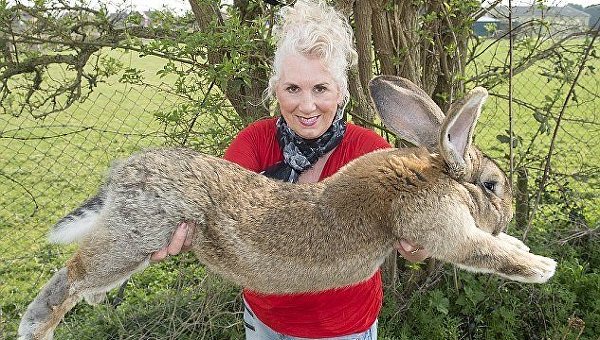 Самая крупная порода кроликов - 75 фото