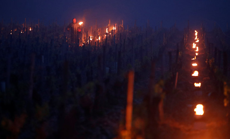 Зрелищные фотографии спасения французских виноградников от заморозков
