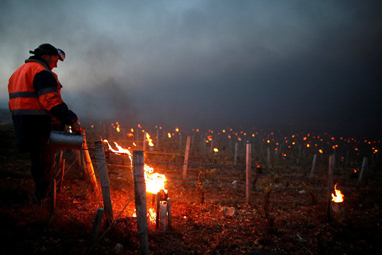 Зрелищные фотографии спасения французских виноградников от заморозков