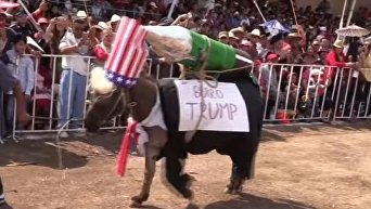 Ослик в образе Трампа стал королем праздника в Мексике. Видео
