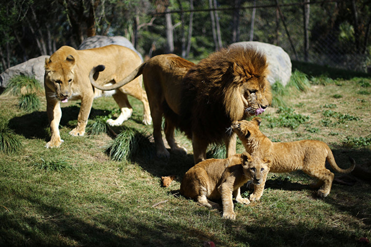 Уникальные львята в чилийском зоопарке