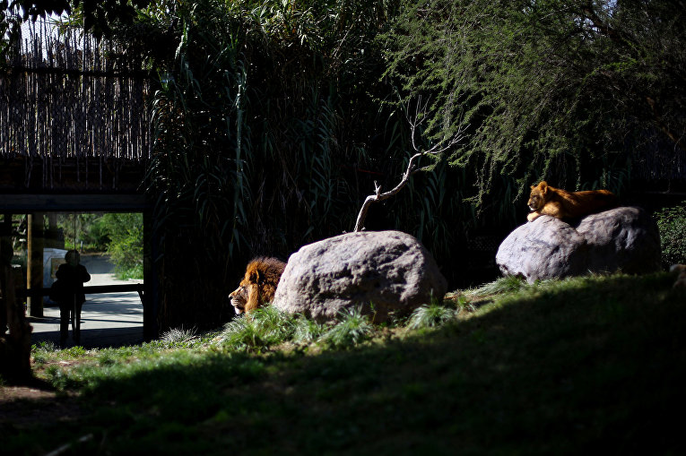 Уникальные львята в чилийском зоопарке